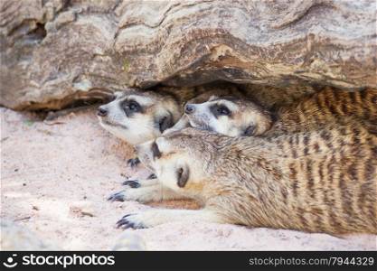 group of meerkat (Suricata suricatta) sleeping under the timber hole