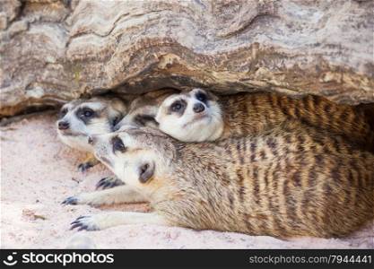 group of meerkat (Suricata suricatta) sleeping under the timber hole