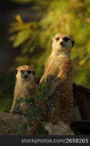 group of meerkats