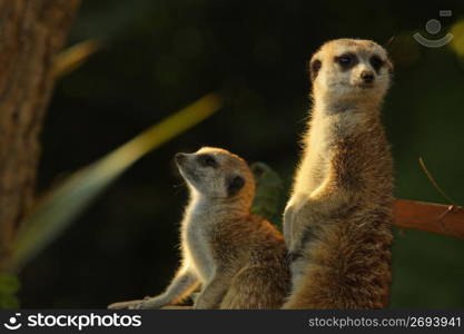 group of meerkats