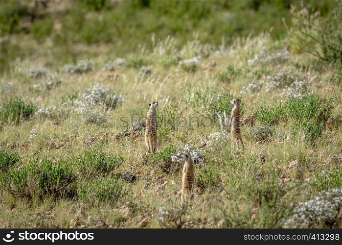Group of Meerkats on the look out in the grass in the Kalagadi Transfrontier Park, South Africa.