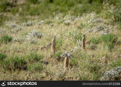 Group of Meerkats on the look out in the grass in the Kalagadi Transfrontier Park, South Africa.