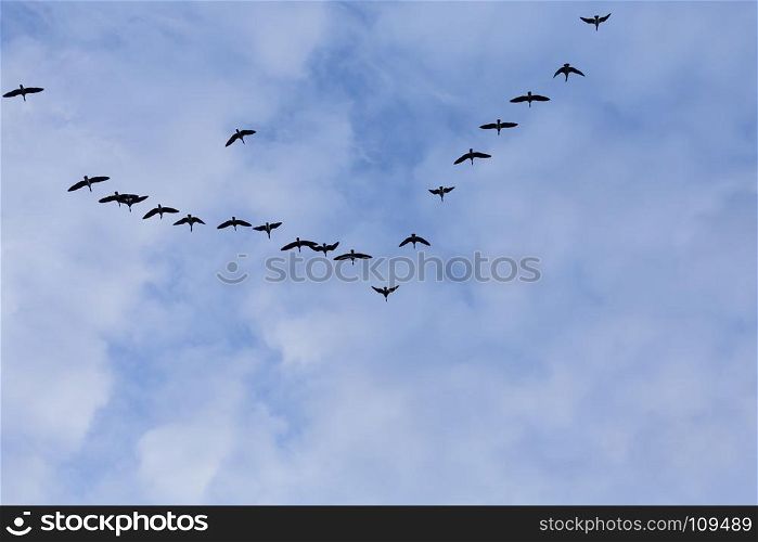 Group of migrating geese birds flying on blue sky