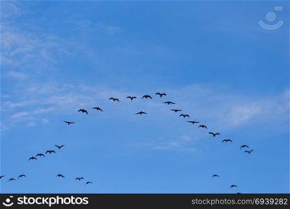 Group of migrating geese birds flying on blue sky