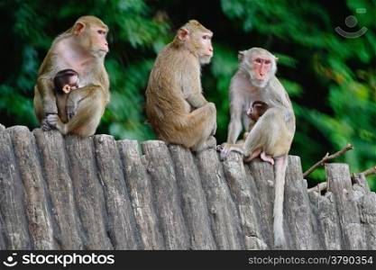 Group of monkey family, sitting on the wood roof