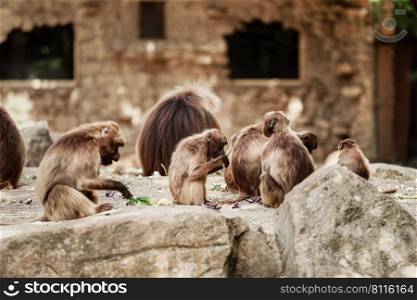 group of monkeys sit on a rock and eating vegetables in their natural habitat. Animal wildlife.. group of monkeys sit on a rock and eating vegetables in their natural habitat. Animal wildlife