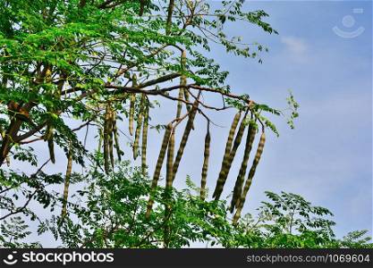 Group of Moringa on branch tree with blue sky background