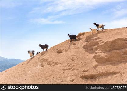 Group of mountain goats standing on sandy hillside