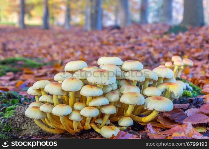 Group of mushrooms in autumn landscape beech forest