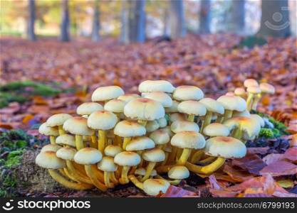 Group of mushrooms in autumn landscape beech forest