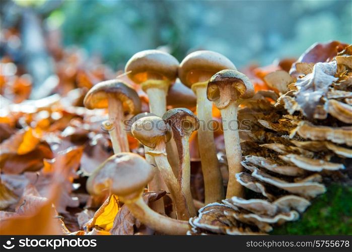 Group of mushrooms in the autumn forest
