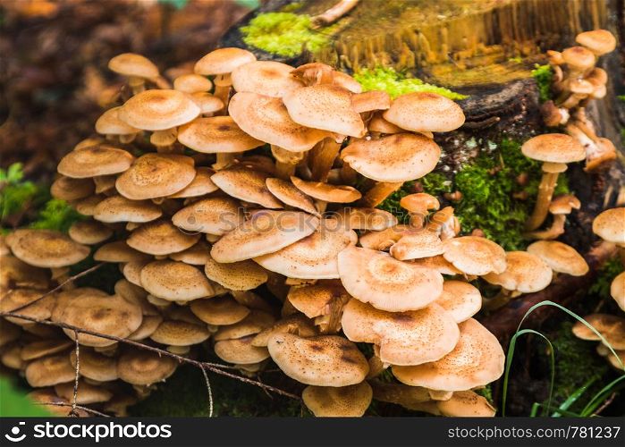 group of mushrooms in the forest