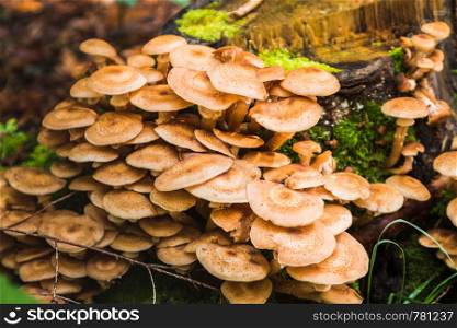 group of mushrooms in the forest