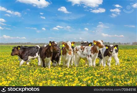 Group of newborn calves standing together in dutch pasture with yellow dandelions
