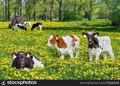 Group of newborn calves with cow in european pasture with dandelions