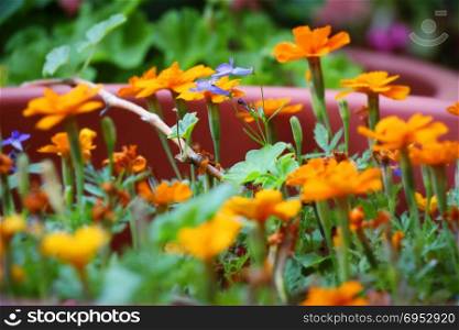 Group of orange flowers with a green stem in the garden.