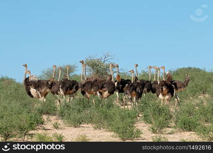 Group of ostriches (Struthio camelus) in natural habitat, Kalahari desert, South Africa