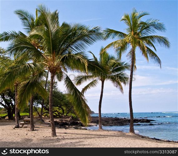 Group of palm trees on Hawaiian sandy beach