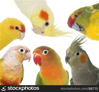 group of parakeet in front of white background
