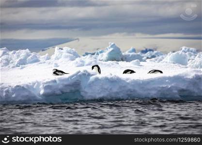 Group of penguins rest on floating iceberg in Antarctica