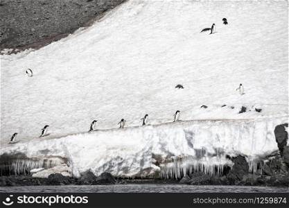 Group of penguins walks on cliff of ice slope in a row on path in snow