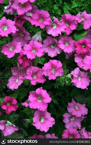 group of petunias