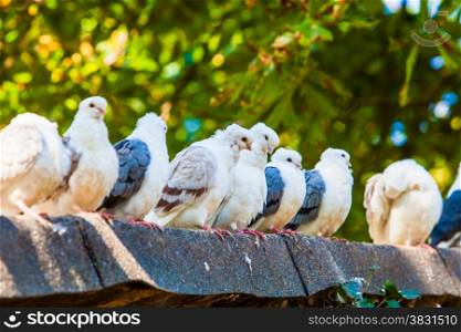 Group of pigeons. doves.