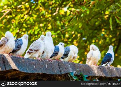 Group of pigeons. doves.