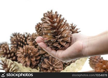 Group of pine cone dry on basket at white background