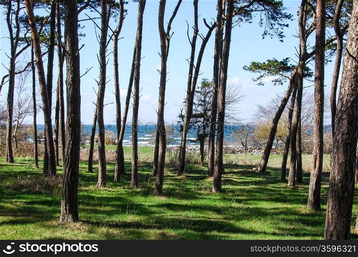 Group of pine trees at the coast of the island Oland in the Baltic Sea Sweden