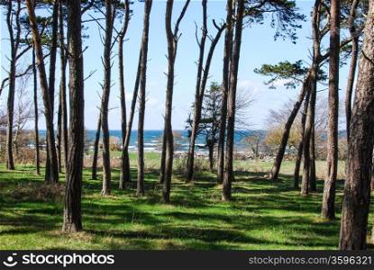 Group of pine trees at the coast of the island Oland in the Baltic Sea Sweden