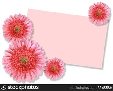 Group of pink flowers with message-card on white background. Close-up. Studio photography.
