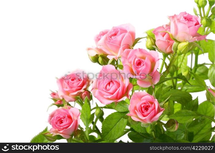 Group of pink roses with green leafes. Isolated on white background. Close-up. Studio photography.