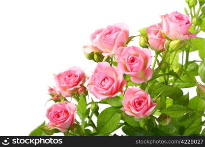 Group of pink roses with green leafes. Isolated on white background. Close-up. Studio photography.