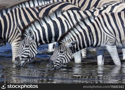 Group of Plains Zebra (Equus quagga) drinking at a waterhole in Etosha National Park in Namibia, Africa.