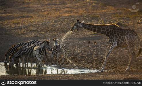 Group of Plains zebras and giraffe drinking in waterhole at dawn in Kruger National park, South Africa ; Specie Equus quagga burchellii family of Equidae. Plains zebra in Kruger National park, South Africa