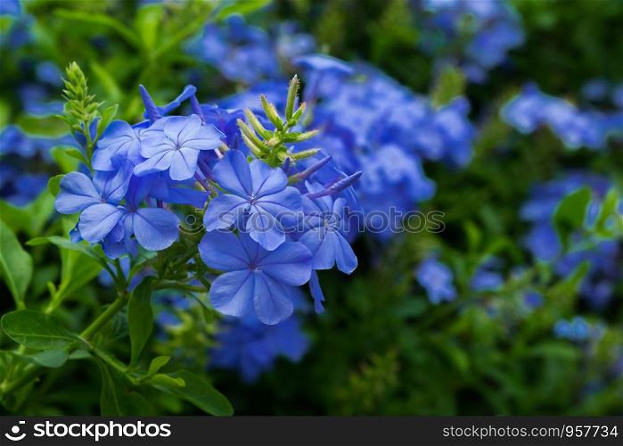Group of plumbago auriculata in blue color with green leaf background, selective focus.