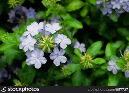 Group of plumbago auriculata in blue color with green leaf background, selective focus.