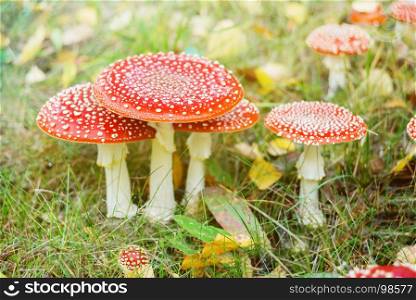 Group of poisonous mushrooms of fly agarics with red spotted hats on white legs are in an autumn forest