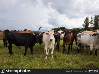 group of pretty brazilian cows on a pasture at the cloudy day