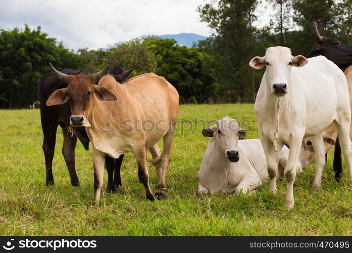 group of pretty brazilian cows on a pasture at the cloudy day