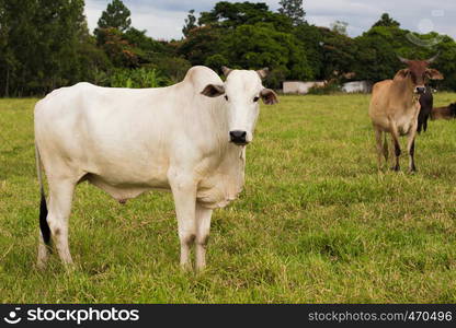 group of pretty brazilian cows on a pasture at the cloudy day