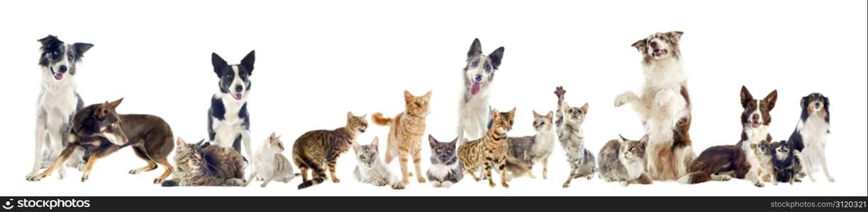 group of purebred cats and dogs on a white background