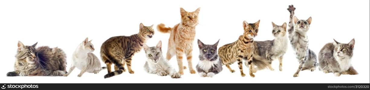 group of purebred cats on a white background