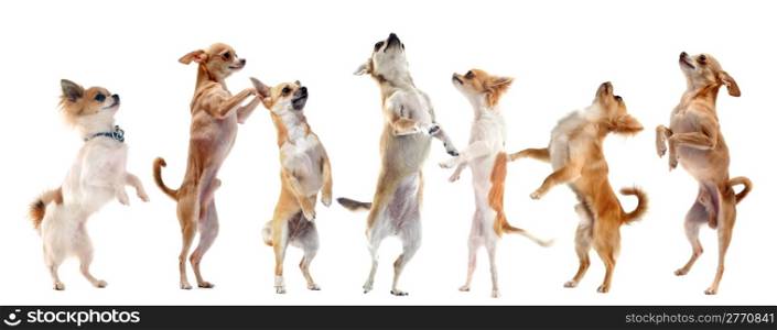 group of purebred chihuahua standing on his hind legs