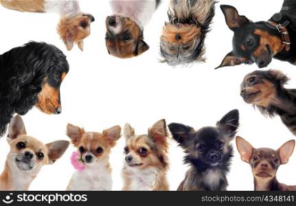group of purebred little dogs in front of white background