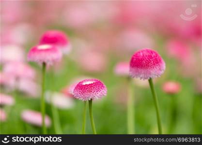 Group of purple bellis flowers with selective focus
