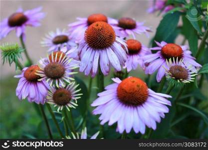 Group of Purple Coneflower on nature background in garden,Delicate beauty of close-up Purple Coneflower