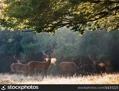 Group of red deer stags in landscape on misty foggy morning