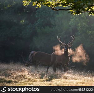 Group of red deer stags in landscape on misty foggy morning